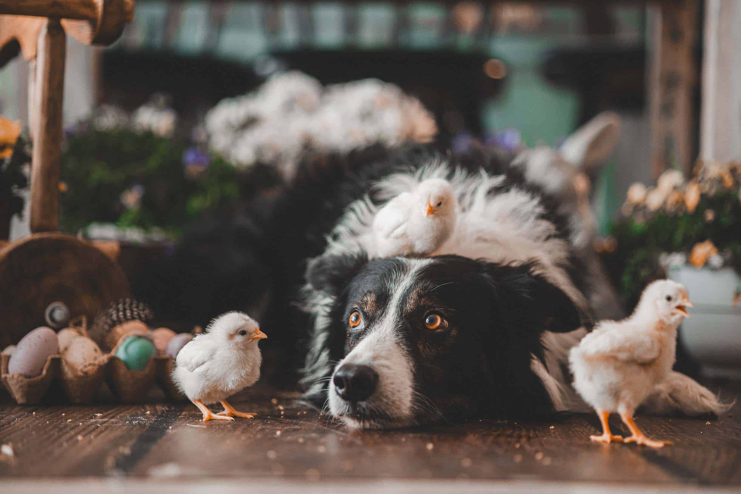 agata-zatorska-fotografia-profoto-sesja-wielkanocna-2024-studio-8